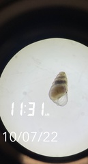 Fargoa dianthophila