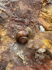 Cupedora bednalli