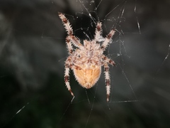Araneus pallidus