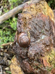 Cupedora bednalli