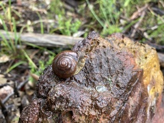 Cupedora bednalli