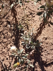 Heterotheca fulciens