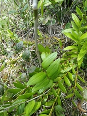 Epidendrum × obrienianum