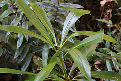 Anopterus glandulosus