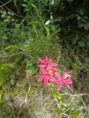 Epidendrum × obrienianum