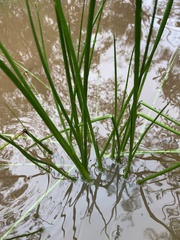 Juncus holoschoenus