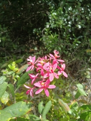 Epidendrum × obrienianum