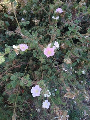 Rosa californica