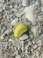 Apoda limacodes