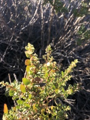 Baccharis pilularis consanguinea