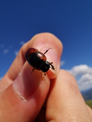 Coprimorphus scrutator