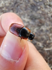 Coprimorphus scrutator