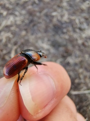 Coprimorphus scrutator