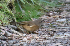 Pachycephala olivacea