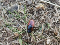 Coprimorphus scrutator