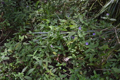 Ruellia squarrosa