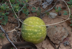 Citrullus amarus