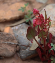 Rumex vesicarius