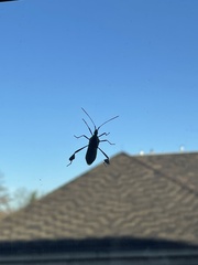 Leptoglossus oppositus