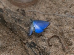 Psychonotis caelius