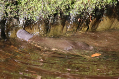 Ornithorhynchus anatinus