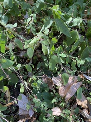 Symphoricarpos mollis