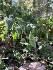 Symphoricarpos mollis