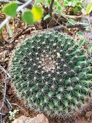 Mammillaria meiacantha
