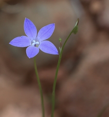 Wahlenbergia capillaris