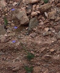 Wahlenbergia capillaris