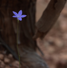 Wahlenbergia capillaris
