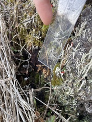 Cladonia transcendens