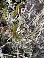 Cladonia transcendens