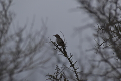 Toxostoma longirostre