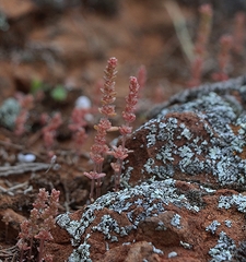 Crassula colorata