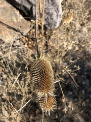 Dipsacus sativus