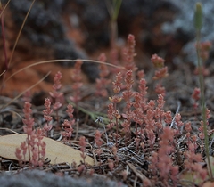 Crassula colorata