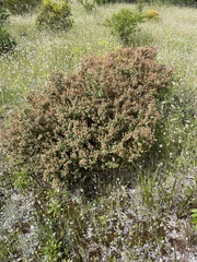 Pomaderris paniculosa