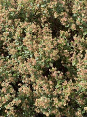 Pomaderris paniculosa