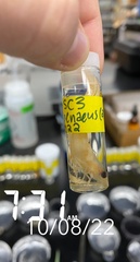 Penaeus aztecus
