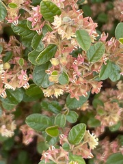 Pomaderris paniculosa