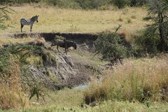 Connochaetes taurinus mearnsi