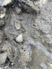 Austrocochlea porcata