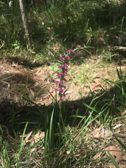 Spiranthes australis