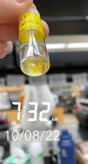 Texadina sphinctostoma