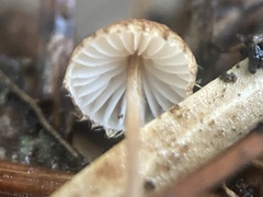 Crinipellis piceae
