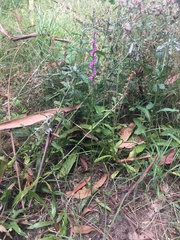 Spiranthes australis