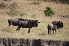 Connochaetes taurinus mearnsi