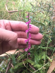 Spiranthes australis
