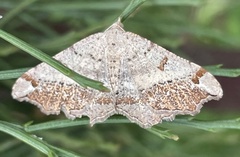 Dissomorphia australiaria